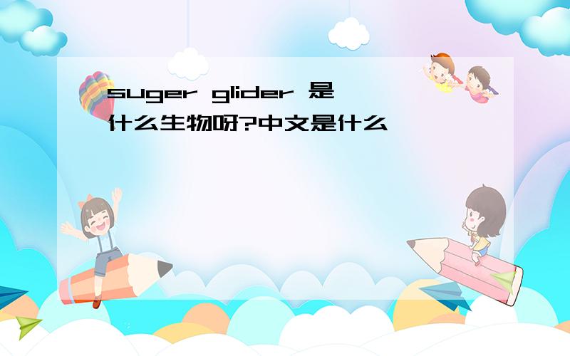 suger glider 是什么生物呀?中文是什么